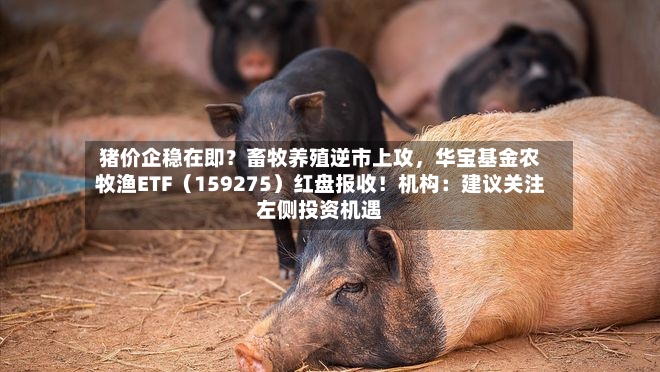 猪价企稳在即？畜牧养殖逆市上攻，华宝基金农牧渔ETF（159275）红盘报收！机构：建议关注左侧投资机遇-第3张图片