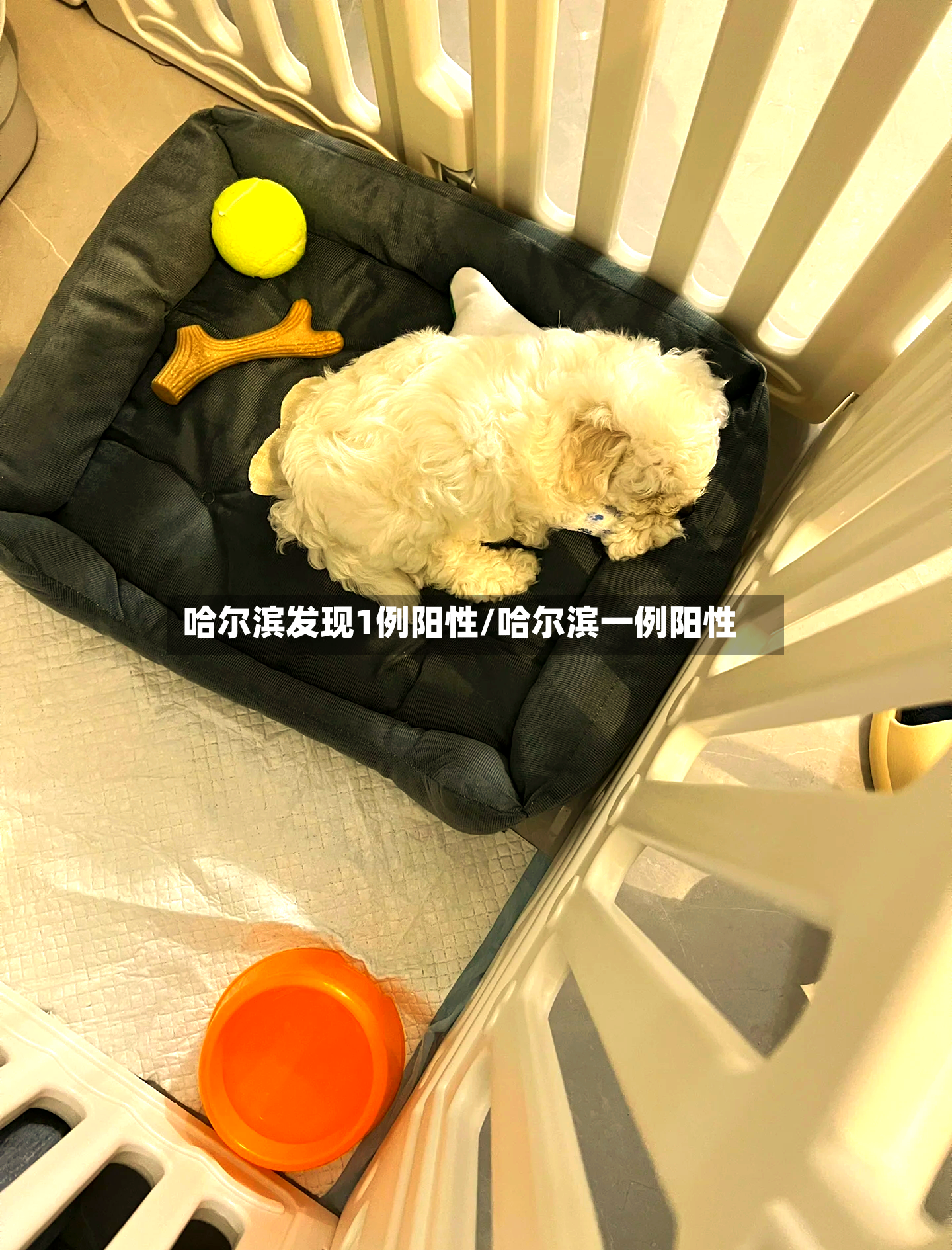哈尔滨发现1例阳性/哈尔滨一例阳性-第3张图片